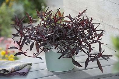 五天抢先体验 《星空》玩家数或已突破200万